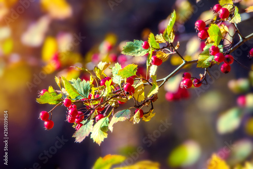 Fotografía Red hawthorn berries among yellow autumn leaves