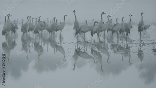 Flock of graceful cranes standing in shallow water with reflections