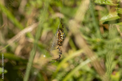 Argiope frelon --- Argiope fasciée (Argiope bruennichi)
Argiope bruennichi in its natural element
