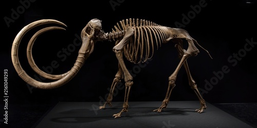 Skeletal Remains of an Extinct Creature Standing on Display in a Dark Environment