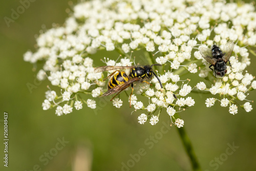 Guêpe commune (Vespula vulgaris --- Paravespula vulgaris)
Vespula vulgaris --- Paravespula vulgaris on an unidentified flower or plant
