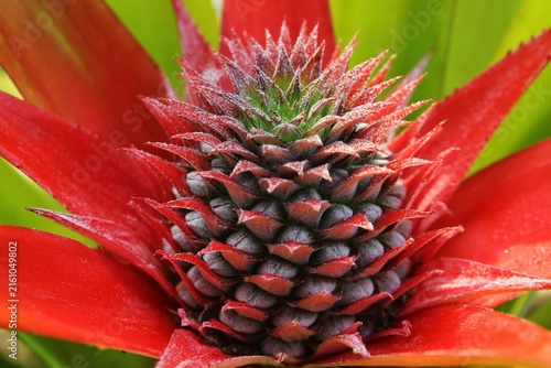 Obraz na plátně Close up of red ornamental pineapple fruit with vibrant red bracts