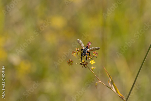 Cylindromyia bicolor
Cylindromyia bicolor in its natural element

