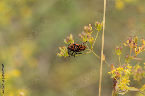 Punaise arlequin (Graphosoma lineatum)
Graphosoma lineatum on an unidentified flower or plant
