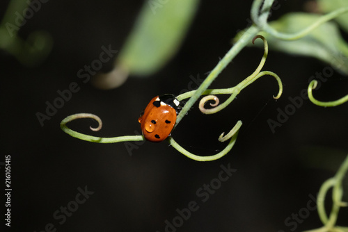 Coccinelle à Sept Points (Coccinella septempunctata)
Coccinella septempunctata on an unidentified flower or plant
