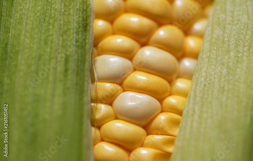 Quadro su tela Fresh sweet corn cob with green husks