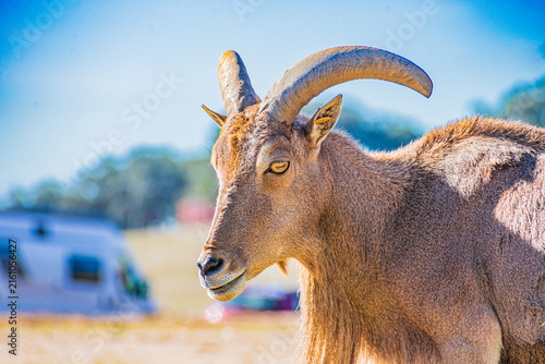Canvastavla Barbary sheep (Ammotragus lervia)
