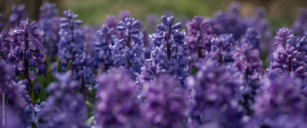 Fototapeta premium Purple Hyacinth Flowers Blooming in a Garden with Soft Focus Background