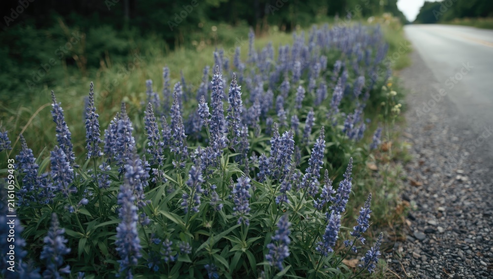 Obraz premium Purple Wildflowers Growing Alongside a Country Road - Soft Focus, Natural Setting, Tranquil Vibe