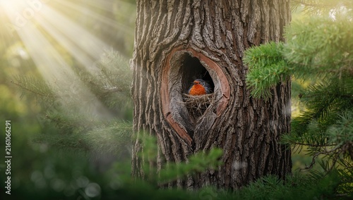 Robin Nesting in a Tree Hollow with Sunlight Streaming Through Branches