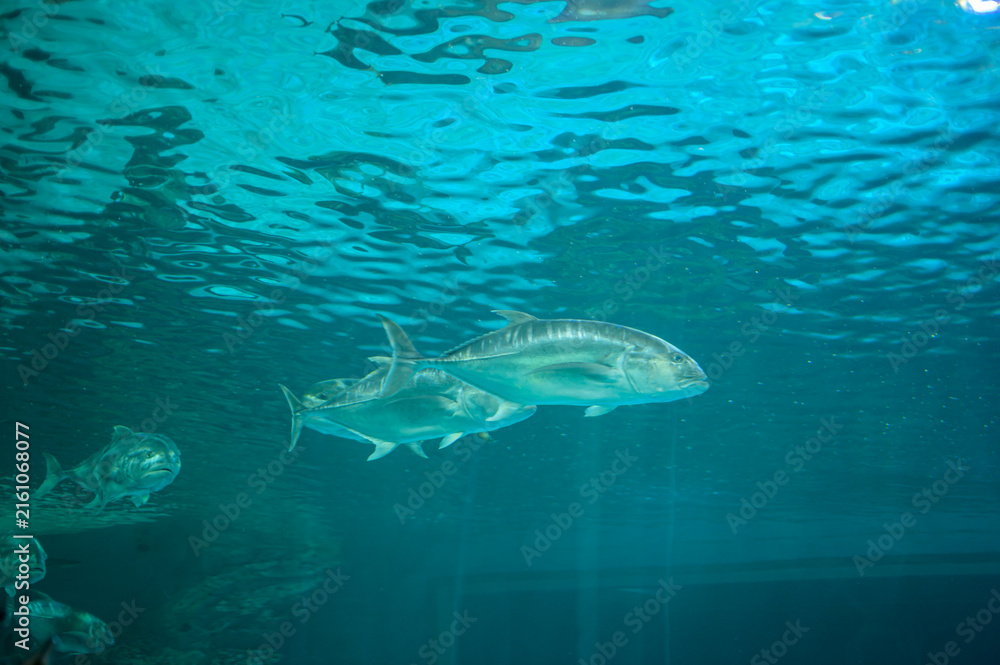 Obraz premium Schools of Sharks Swimming in Clear Ocean Waters with Sunlight Streaming Through
