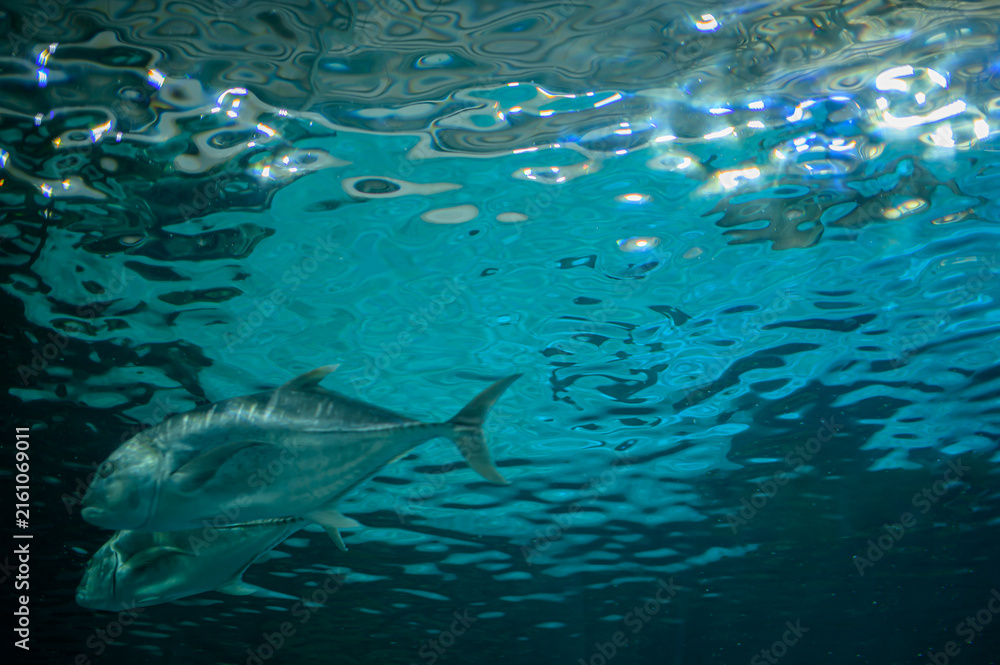 Fototapeta premium Underwater Scene with Silver Fish Swimming in Clear Blue Water