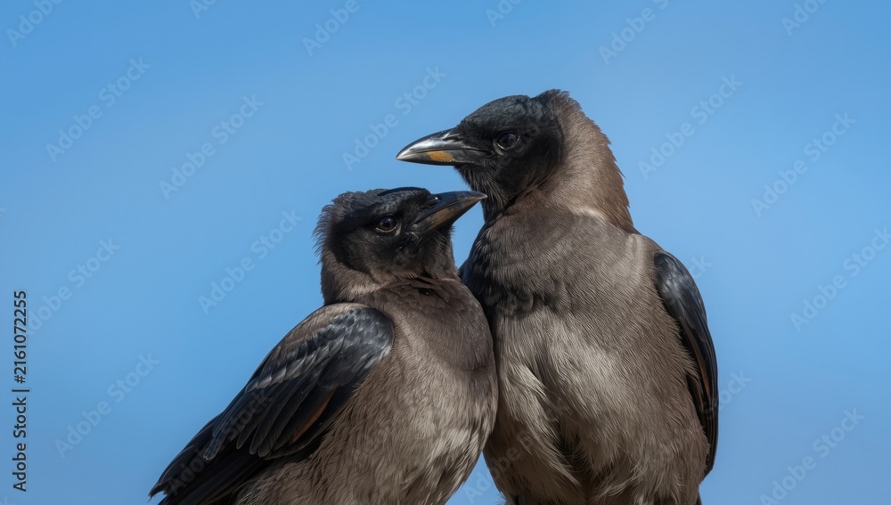 Naklejka premium Two Ravens Cuddling Under Clear Blue Sky in Daylight