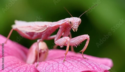Close-up pink praying mantis on blooming flower in sharp macro detail and natural light