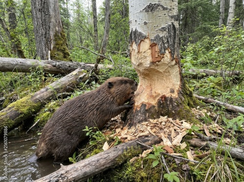 North American beaver actively gnawing on a large tree trunk in the forest