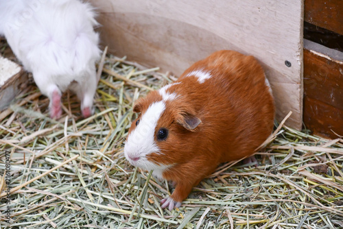 Obraz na plátne かわいいモルモット　Cute guinea pig