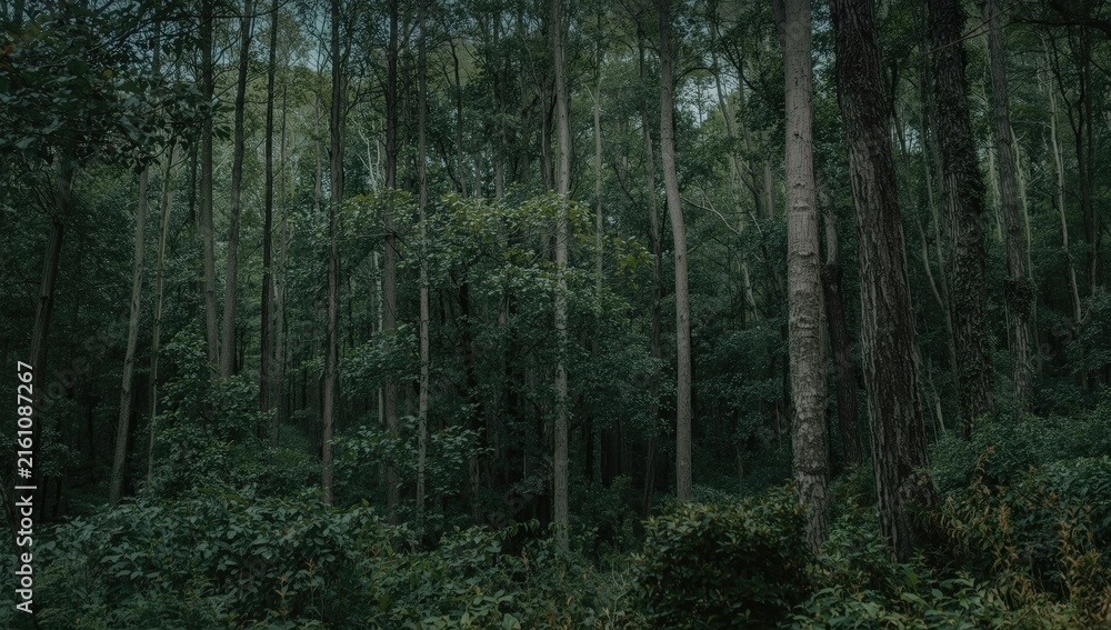 Fototapeta premium Dense Forest with Tall Trees and Lush Green Understory in Soft Light