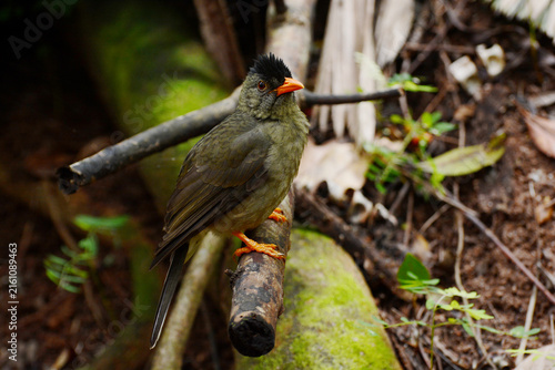 Obraz na plátně Seychelles Bulbul (Hypsipetes crassirostris) perched on branch at Vallée de Mai,