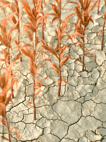 Canvastavla Dry cracked earth with withered plants symbolizing drought and environmental cri
