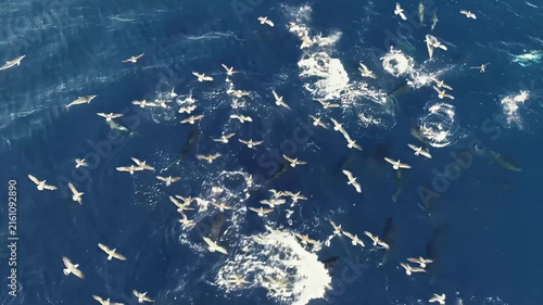 Aerial view of seabirds flocking and diving near whales in the ocean