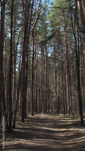 A view of a dry forest in cold weather. An empty dirt road among tall trees. Sun-dappled pine forest path winding through tall, slender trunks under a clear blue sky