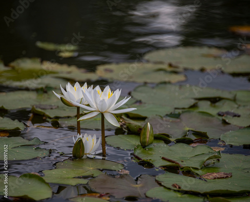 Obraz na płótnie white water lily in pond