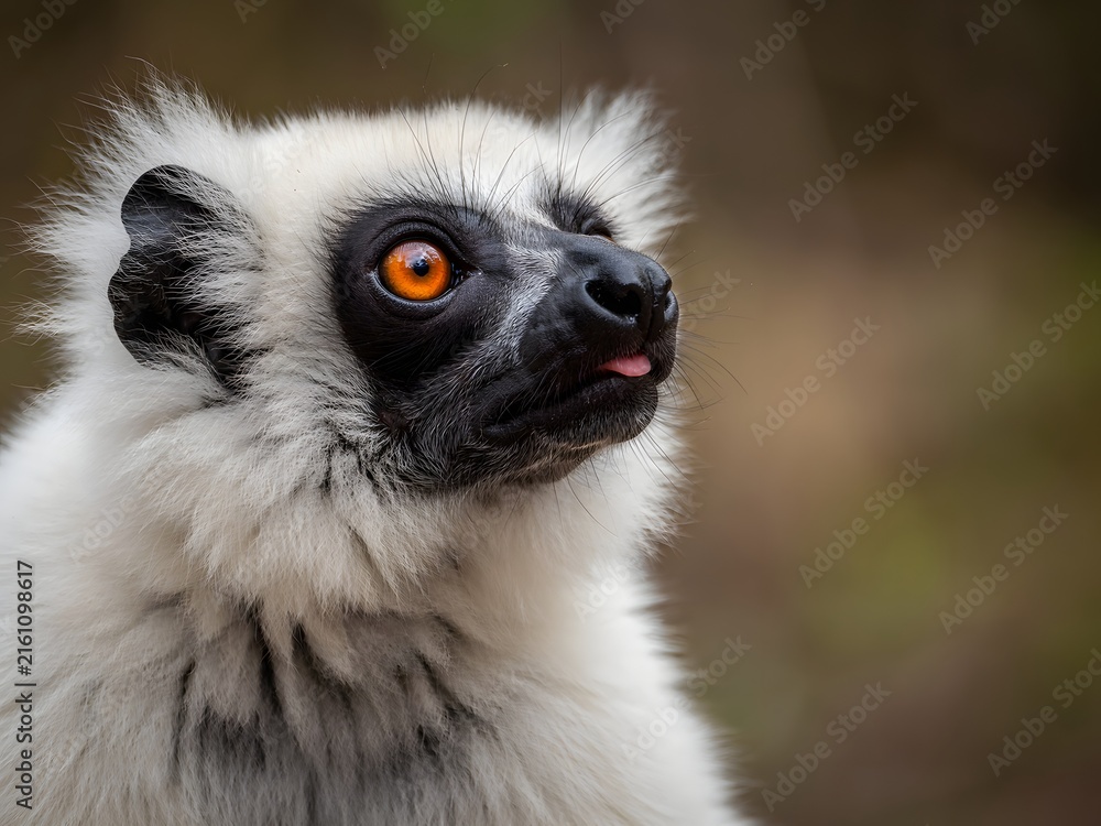Naklejka premium Close-up portrait of rare black and white lemur with striking orange eyes staring intensely at camera