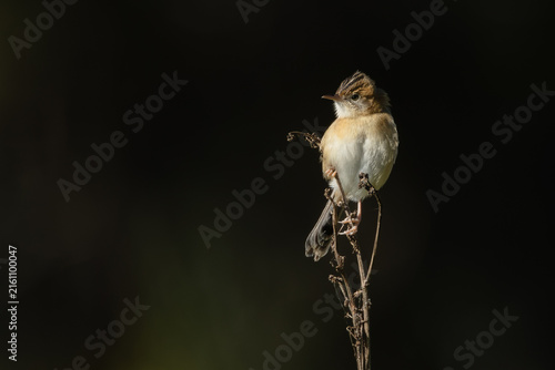 A golden headed cisticola in non-breeding plumage, but with puffed up breast feathers, perches on a twig and looks around chirpily against a dark background on the Gold Coast in Queensland, Australia.