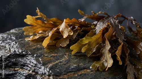 Close-up of wet brown serrated wrack seaweed on a dark wet stone