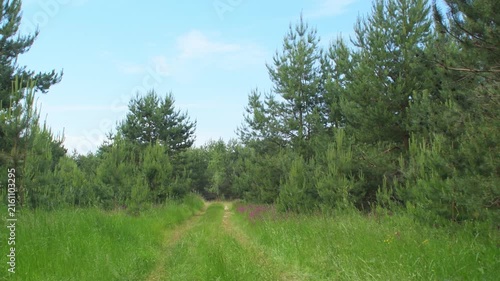 A grassy dirt road runs through the forest. An empty path between the trees in a summer forest. A rural spot for hiking and traveling.
