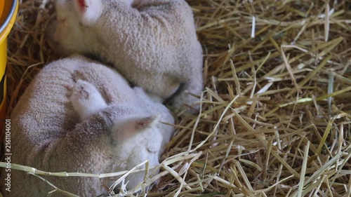 A Pair of Newborn Baby Lambs Laying in Hay Farm