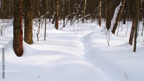 An empty toddled path in the snow. A view of a winter forest covered in snow. The calm atmosphere of cold weather.