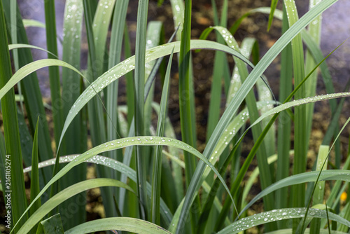 Canvastavla Water drops on green grass leaves after rain