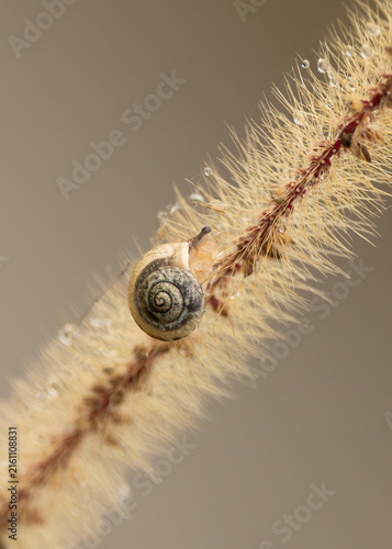 A land snail with an intricate spiral shell, makes its way diagonally up a grass stem with water droplets on it, against a blurred background on the Gold Coast in Queensland, Australia.