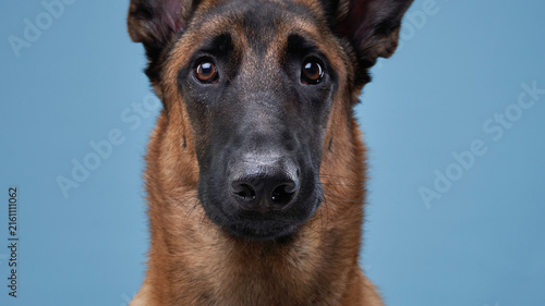 Cuadro en lienzo Belgian Malinois looks directly at camera creating engaging portrait
