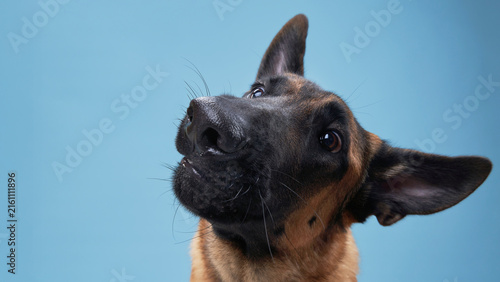 Foto Funny head tilt creates expressive Belgian Malinois portrait