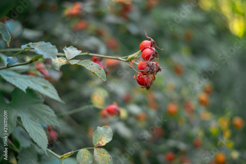 Konstfotografi Close-up of ripe red rosehip berries on a lush green bush with soft bokeh background
