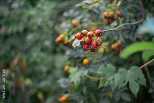 Konstfotografi Close-up of ripe red rosehip berries on a lush green bush with soft bokeh background