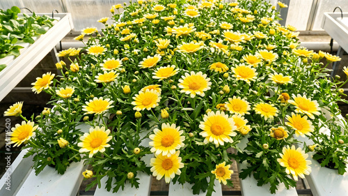 Yellow daisies garden seen from above blooming during harvest hydroponic planted in gardens above