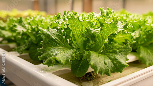 Leafy greens fresh lettuce green vegetable hydroponic farming close up healthy food organic produce