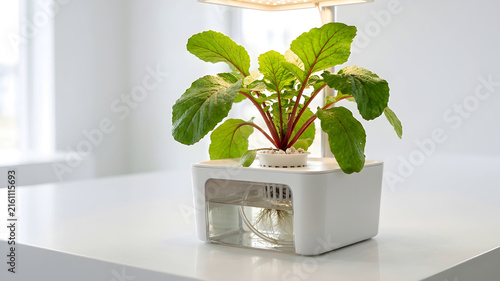 One radish plant grows under artificial light in a minimalist hydroponic growing system on a