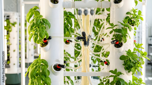 Close up of fresh herbs in vertical hydroponic towers with precision irrigation and nutrient