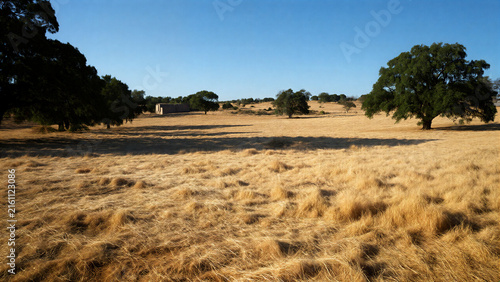 Dry grassland landscape with scattered trees and blue sky in a summer hot day