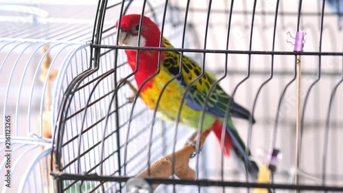Eastern Rosella Parrot in Cage - Colorful Exotic Pet Bird with Vibrant Red Yellow and Blue Plumage