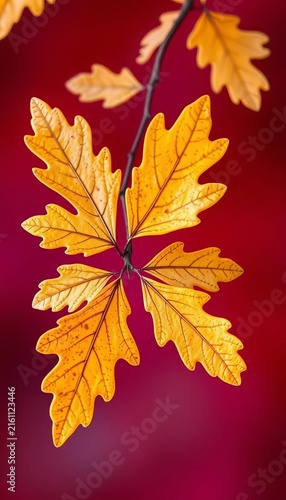 Golden Autumn Leaves on Branch Against Deep Red Background