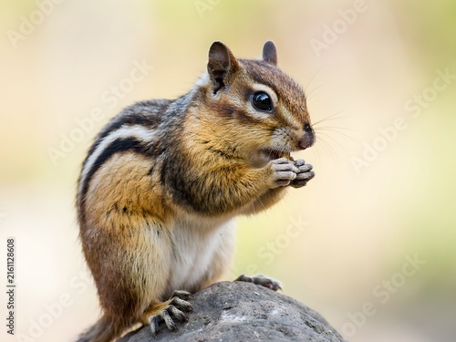 Close-up portrait of wild chipmunk perched on rock in natural outdoor setting with soft sunlight