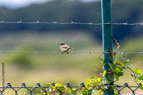 Juvenile European stonechat on barbed wire
