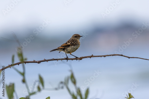 Juvenile European stonechat on a thorny branch
