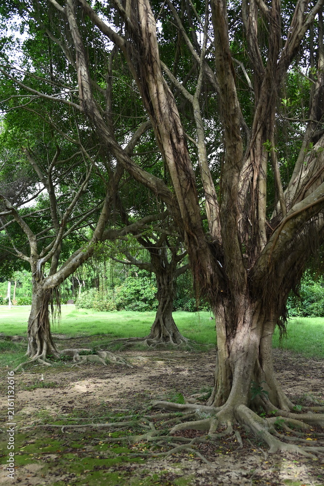 Fototapeta premium tree in the park