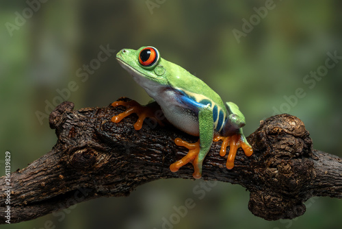 Fotografie The red-eyed tree frog (Agalychnis callidryas) is a famous rainforest amphibian known for its bright colors and big red eyes